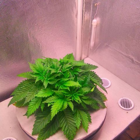 Cinderella 99  growlog timeline photo