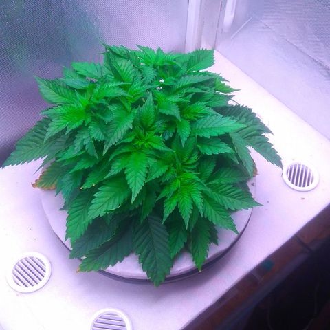 Cinderella 99  growlog timeline photo