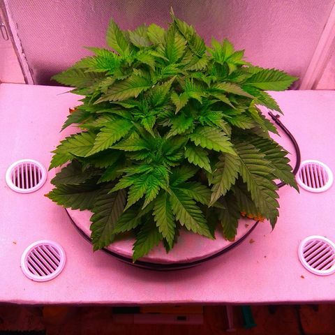Cinderella 99  growlog timeline photo