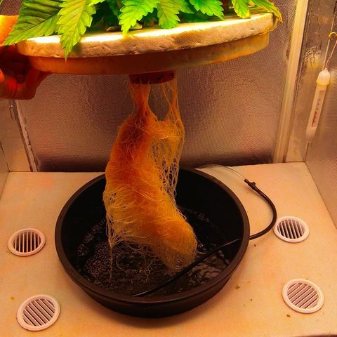 Cinderella 99  growlog timeline photo