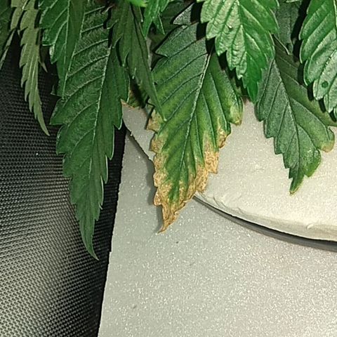 Cinderella 99  growlog timeline photo