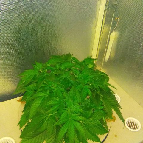 Cinderella 99  growlog timeline photo