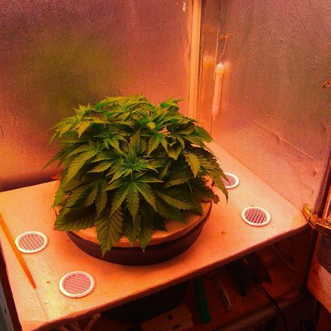 Cinderella 99  growlog timeline photo