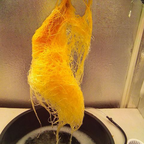 Cinderella 99  growlog timeline photo