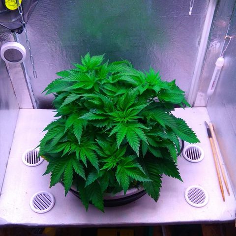Cinderella 99  growlog timeline photo