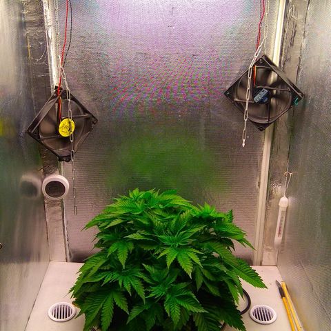 Cinderella 99  growlog timeline photo