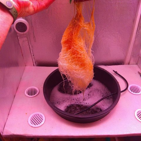 Cinderella 99  growlog timeline photo