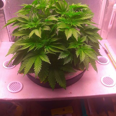 Cinderella 99  growlog timeline photo