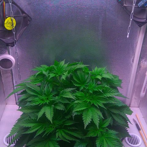 Cinderella 99  growlog timeline photo
