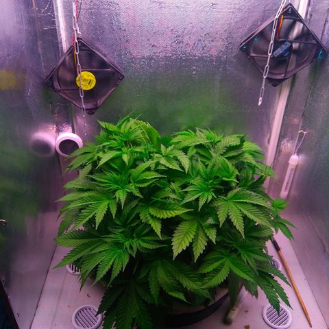 Cinderella 99  growlog timeline photo