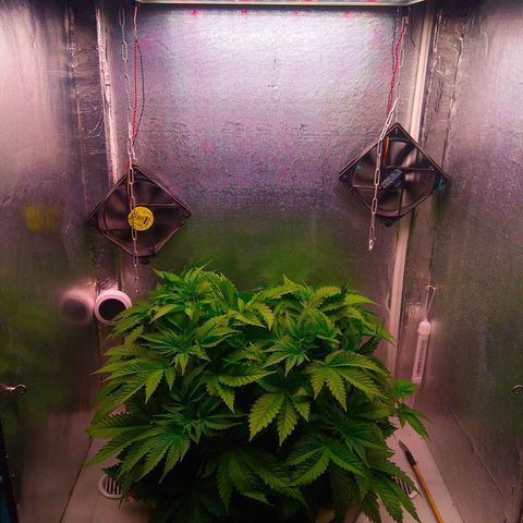 Cinderella 99  growlog timeline photo