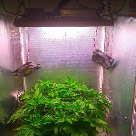 Cinderella 99  growlog timeline photo