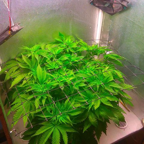 Cinderella 99  growlog timeline photo
