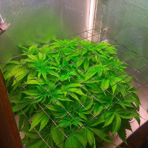 Cinderella 99  growlog timeline photo