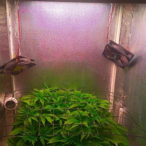 Cinderella 99  growlog timeline photo