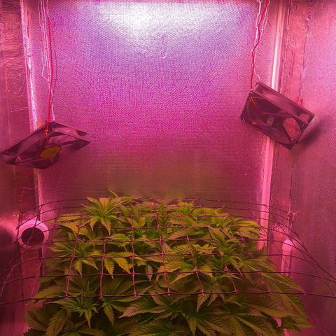Cinderella 99  growlog timeline photo