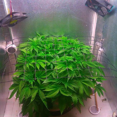 Cinderella 99  growlog timeline photo