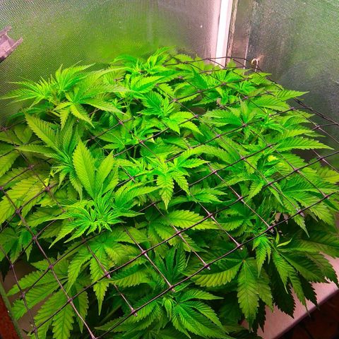 Cinderella 99  growlog timeline photo