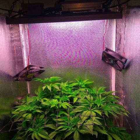 Cinderella 99  growlog timeline photo