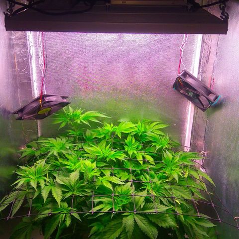Cinderella 99  growlog timeline photo