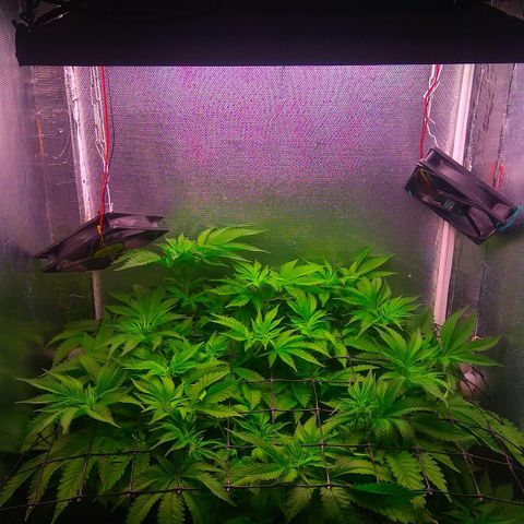 Cinderella 99  growlog timeline photo