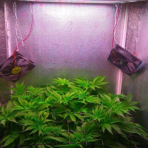Cinderella 99  growlog timeline photo