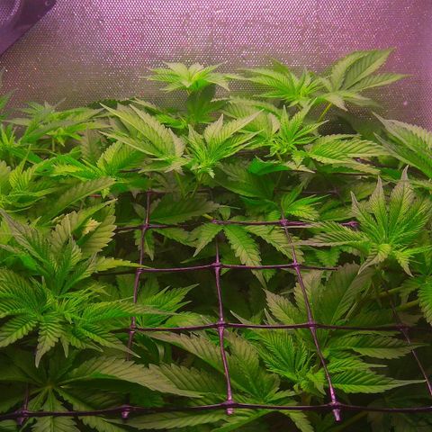 Cinderella 99  growlog timeline photo