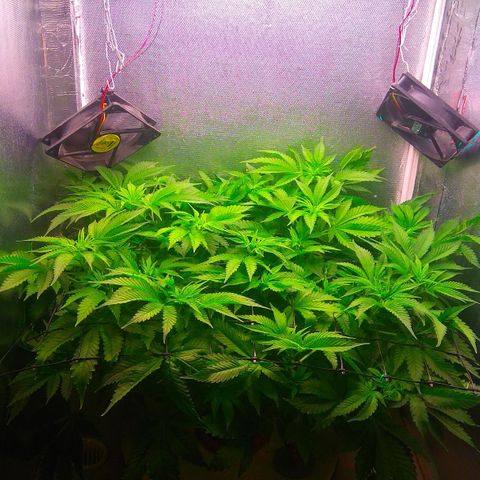 Cinderella 99  growlog timeline photo