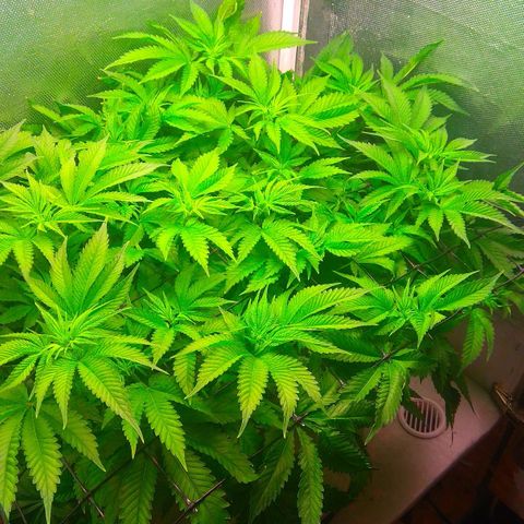 Cinderella 99  growlog timeline photo
