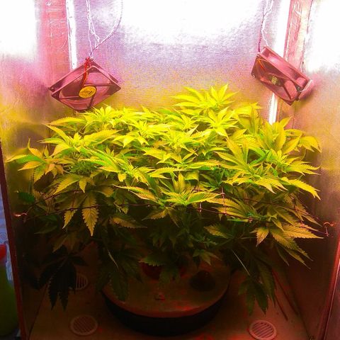 Cinderella 99  growlog timeline photo