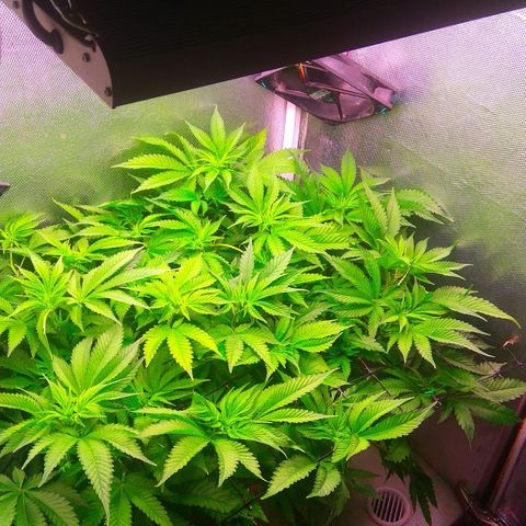 Cinderella 99  growlog timeline photo