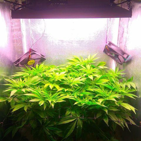 Cinderella 99  growlog timeline photo
