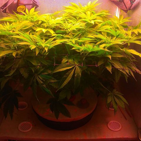 Cinderella 99  growlog timeline photo