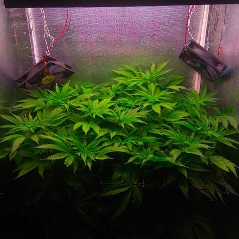 Cinderella 99  growlog timeline photo