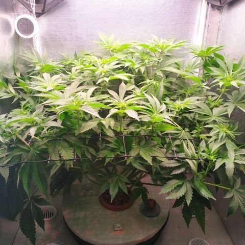 Cinderella 99  growlog timeline photo