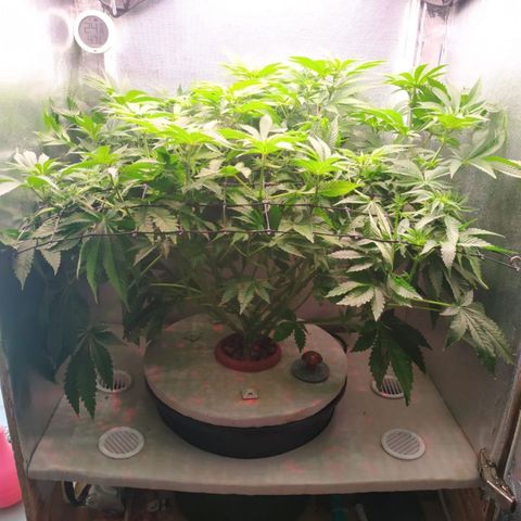 Cinderella 99  growlog timeline photo