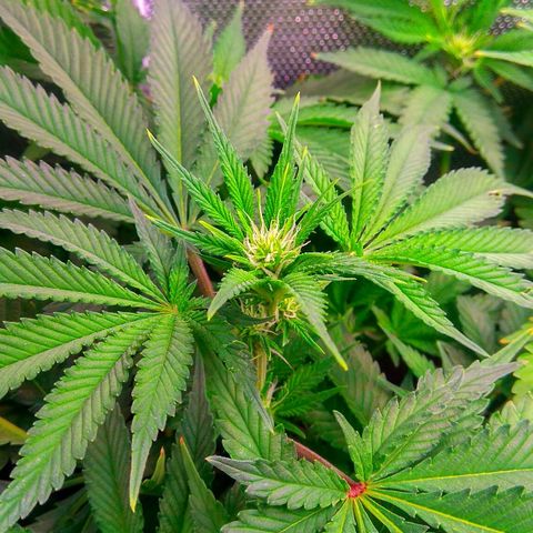 Cinderella 99  growlog timeline photo