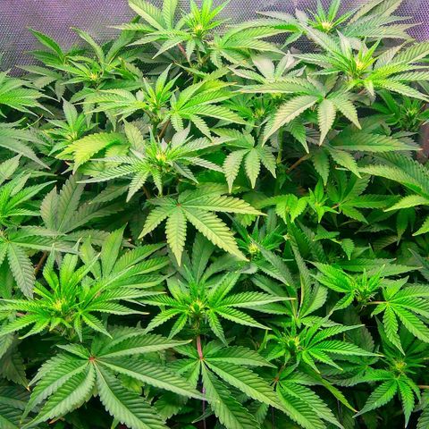 Cinderella 99  growlog timeline photo