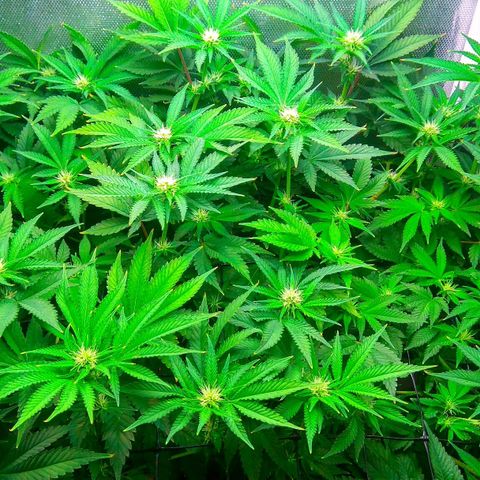 Cinderella 99  growlog timeline photo