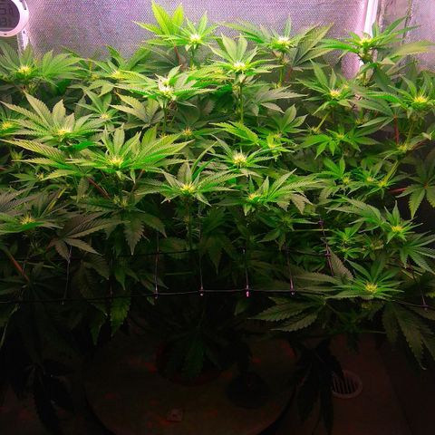 Cinderella 99  growlog timeline photo