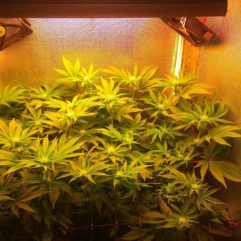 Cinderella 99  growlog timeline photo