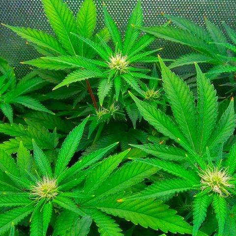 Cinderella 99  growlog timeline photo