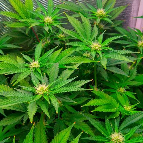 Cinderella 99  growlog timeline photo