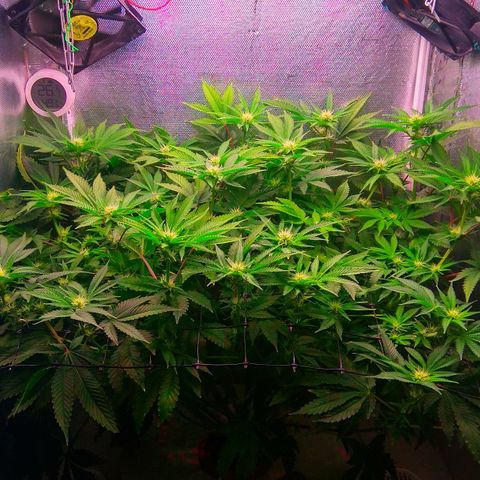 Cinderella 99  growlog timeline photo