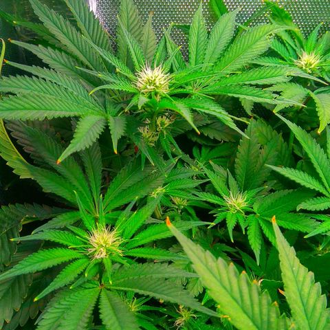 Cinderella 99  growlog timeline photo