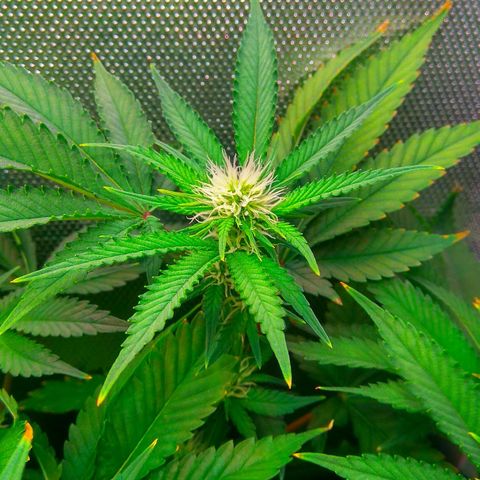 Cinderella 99  growlog timeline photo