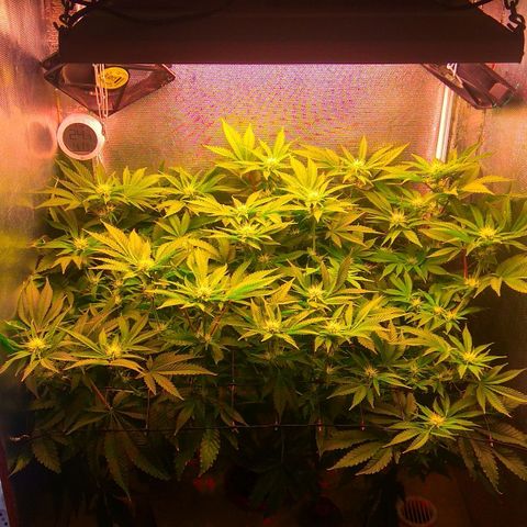 Cinderella 99  growlog timeline photo