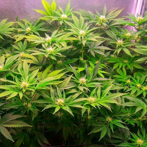 Cinderella 99  growlog timeline photo