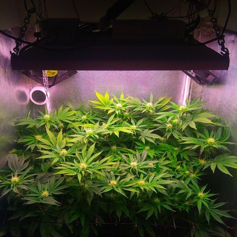 Cinderella 99  growlog timeline photo