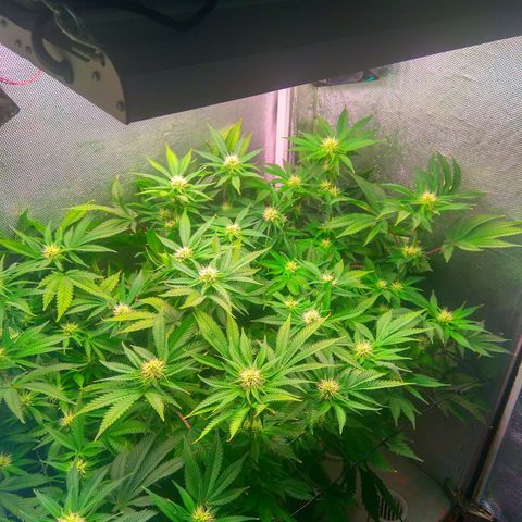 Cinderella 99  growlog timeline photo